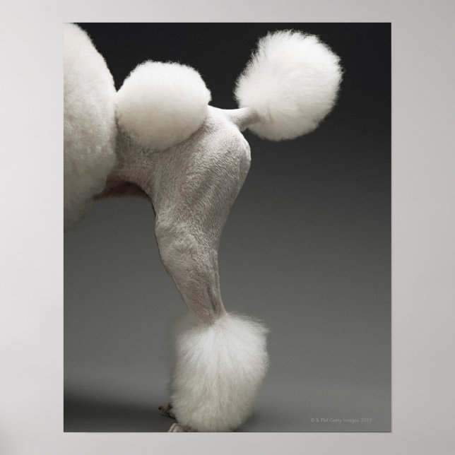 Haunches of Poodle, on grey background Poster (Front)