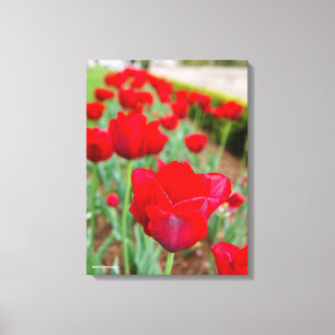 Haupt Bulbs, Close-up Canvas Print