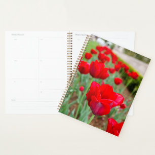 Haupt Bulbs, Close-up Planner