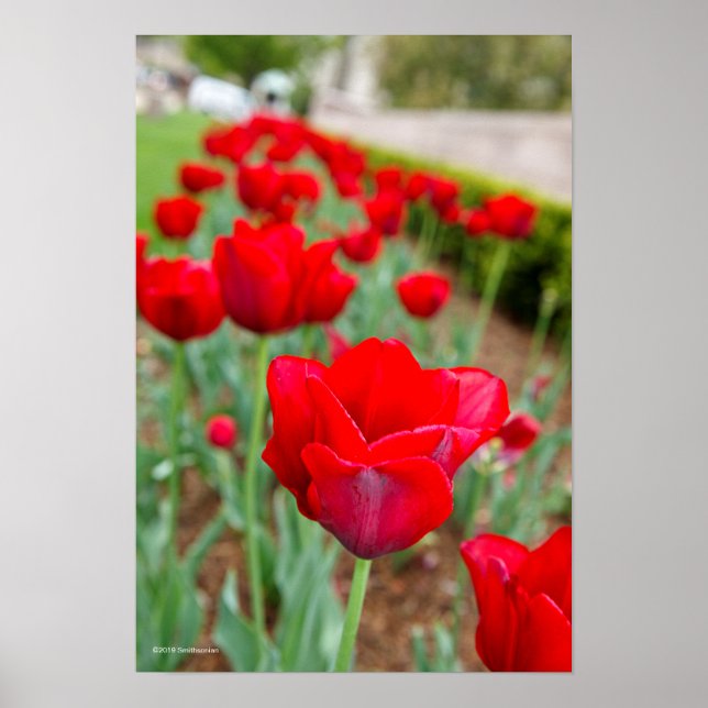 Haupt Bulbs, Close-up Poster (Front)