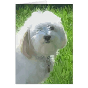 Havanese