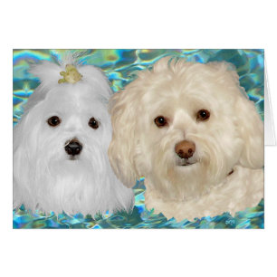 Havanese and Maltese on Turquoise Water