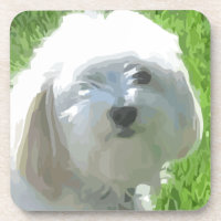 Havanese