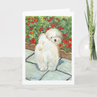 Havanese Dog and Poppies Art Print Cards