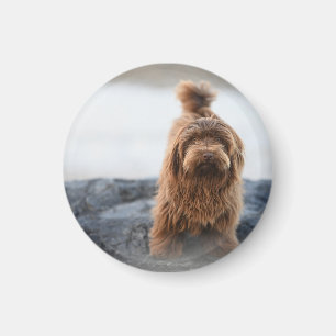 Havanese dog, Animal, Canine Magnet