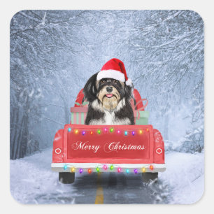 Havanese Dog in Snow sitting in Christmas Truck Square Sticker