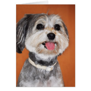 Havanese Dog Portrait