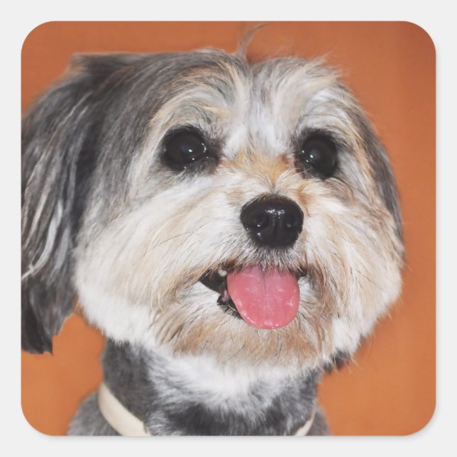 Havanese Dog Portrait Square Sticker (Front)