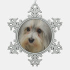 Havanese Dog
