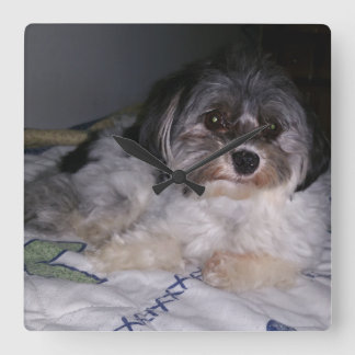 Havanese Dog, Square Wall Clock