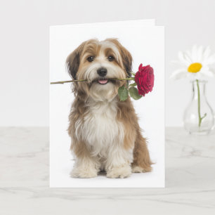 Havanese Dog Valentine Card