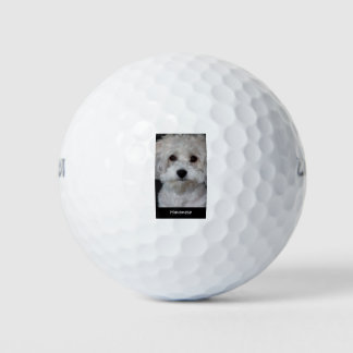 Havanese Golf Balls