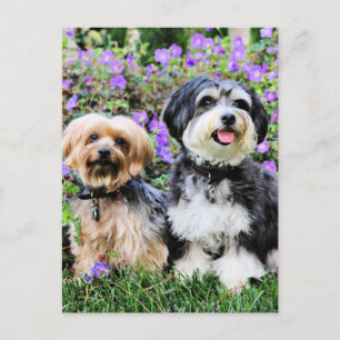 Havanese - Lola & Yorkie - Molly Postcard