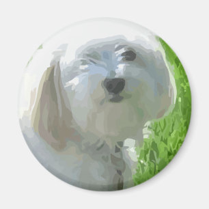 Havanese Magnet