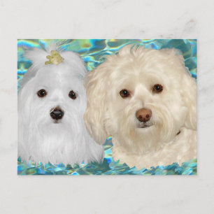 Havanese, Maltese on Turquoise Water Postcard