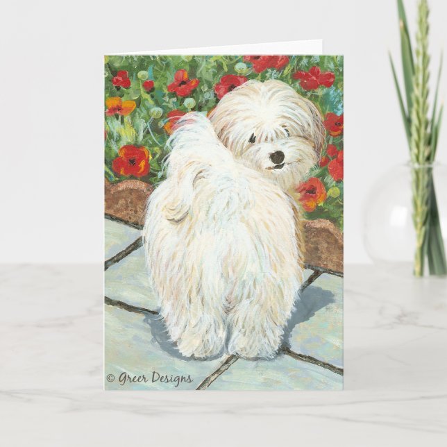 Havanese n Poppies Art Print Gifts & Cards (Front)