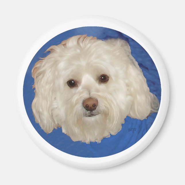 Havanese on Blue Magnet (Front)