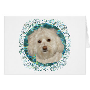 Havanese on Turquoise Water