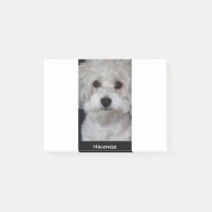 Havanese Post-it Notes