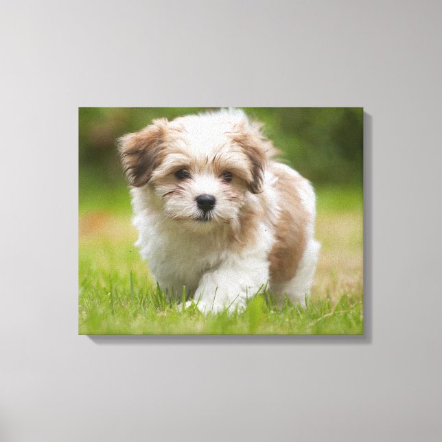 Havanese Puppy Canvas Print (Front)