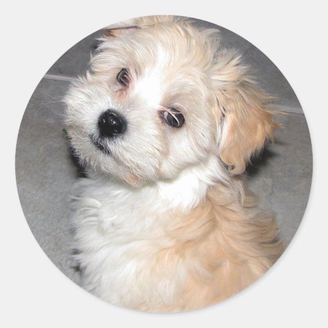 Havanese Puppy Classic Round Sticker (Front)