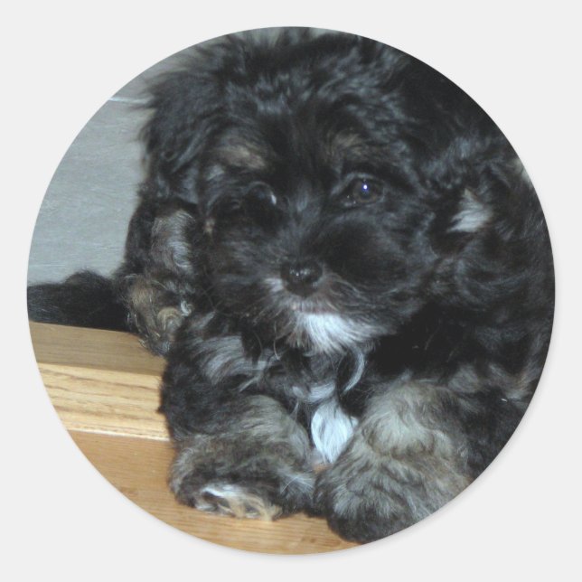 Havanese puppy classic round sticker (Front)