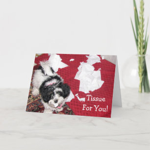 Havanese puppy - Get Well Card - Tissue For You!