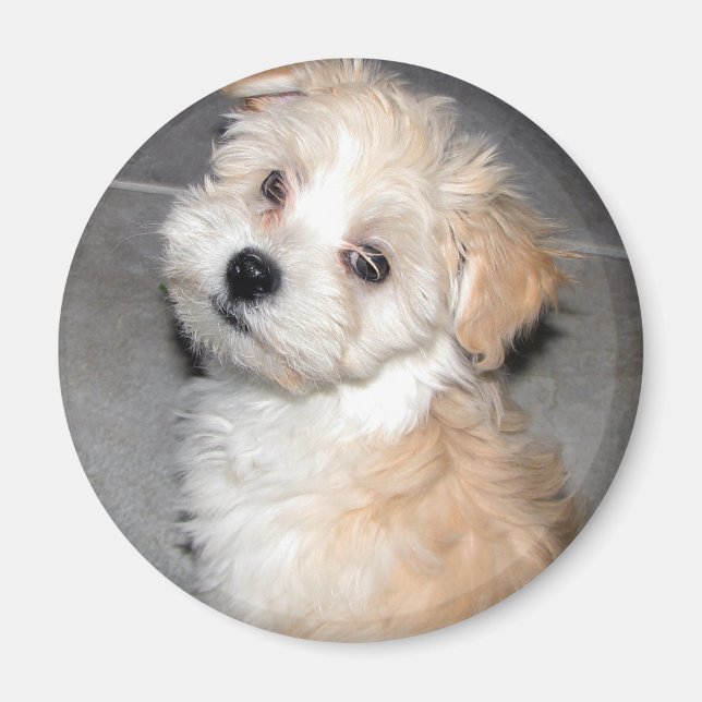 Havanese Puppy Magnet (Front)