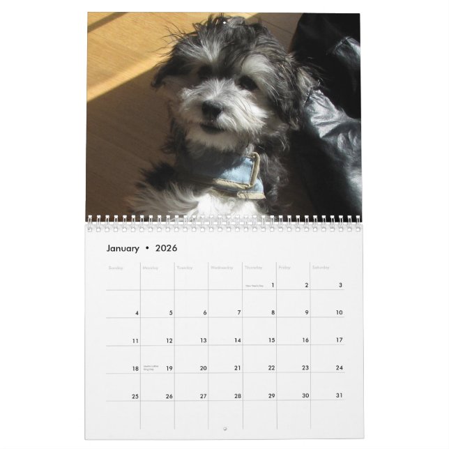 Havanese Rescue Calendar (Jan 2026)