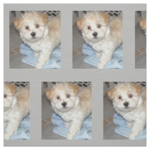 Havanese Rescue Puppt Fabric