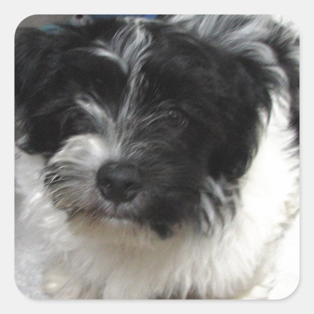 Havanese Rescue Puppy black and white Square Sticker (Front)