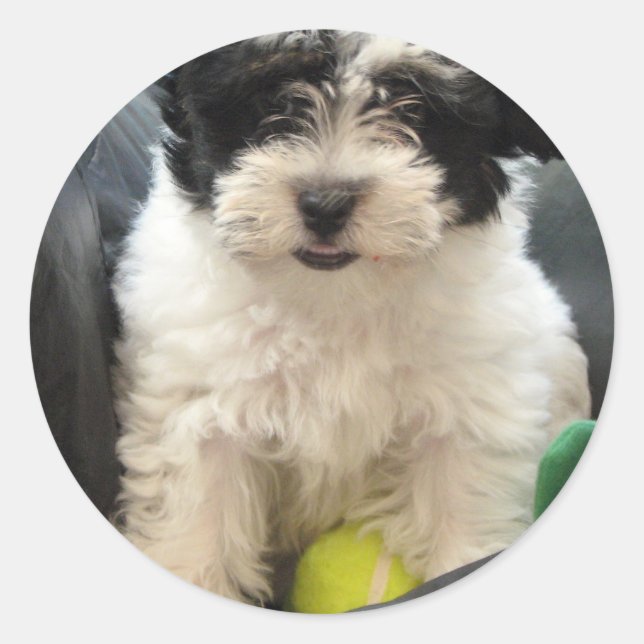 Havanese Rescue Puppy Black White Classic Round Sticker (Front)
