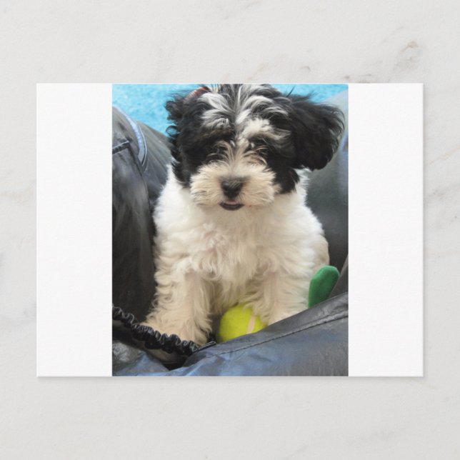 Havanese Rescue Puppy Black White Postcard (Front)