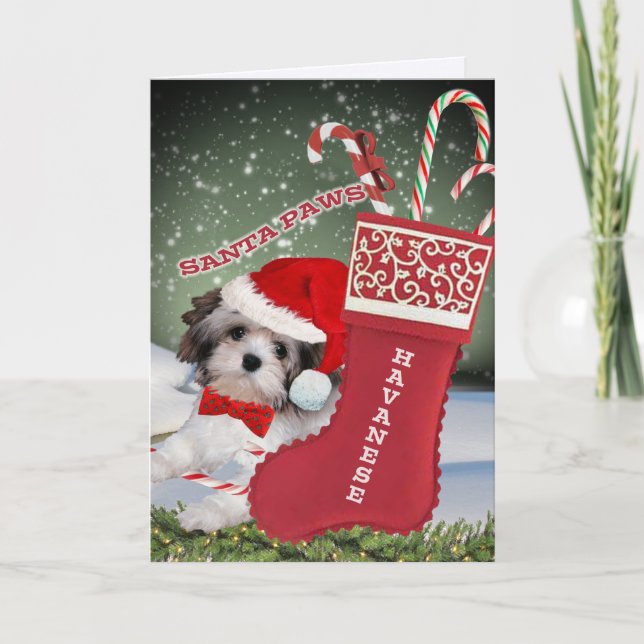 Havanese Santa Paws Christmas Holiday Card (Front)
