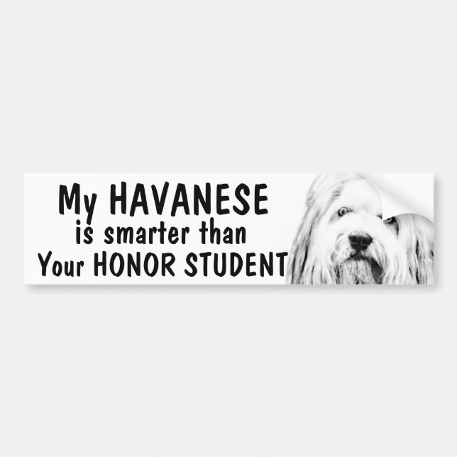 Havanese - Smarter than honour student - funny Bumper Sticker (Front)