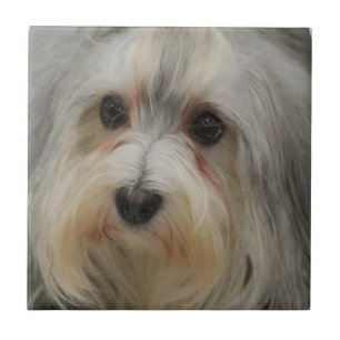 Havanese Tile