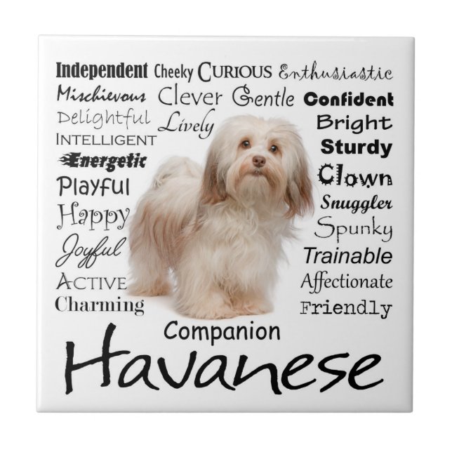 Havanese Traits Ceramic Tile (Front)