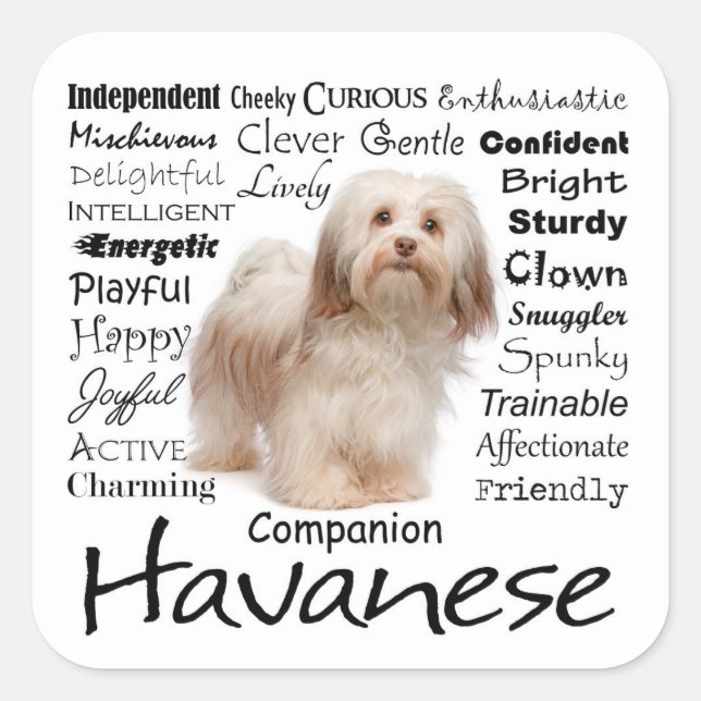 Havanese Traits Stickers (Front)