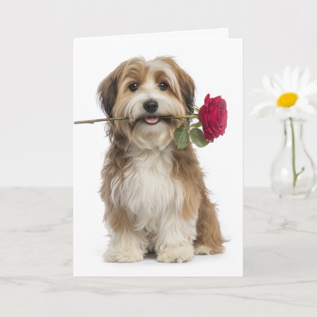 Havanese Valentine – Gentle Love & Devotion Card (Small Plant)