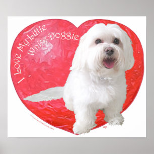 Havanese Valentine's Day Poster