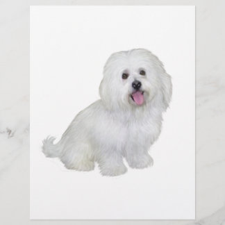 Havanese (white)