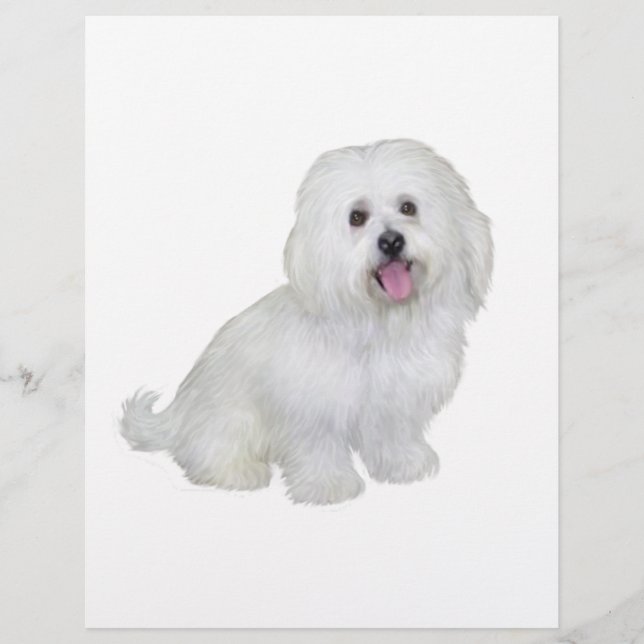 Havanese (white) (Front)