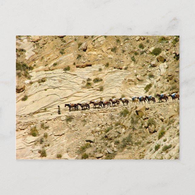 Havasu Canyon Pack Train Postcard (Front)
