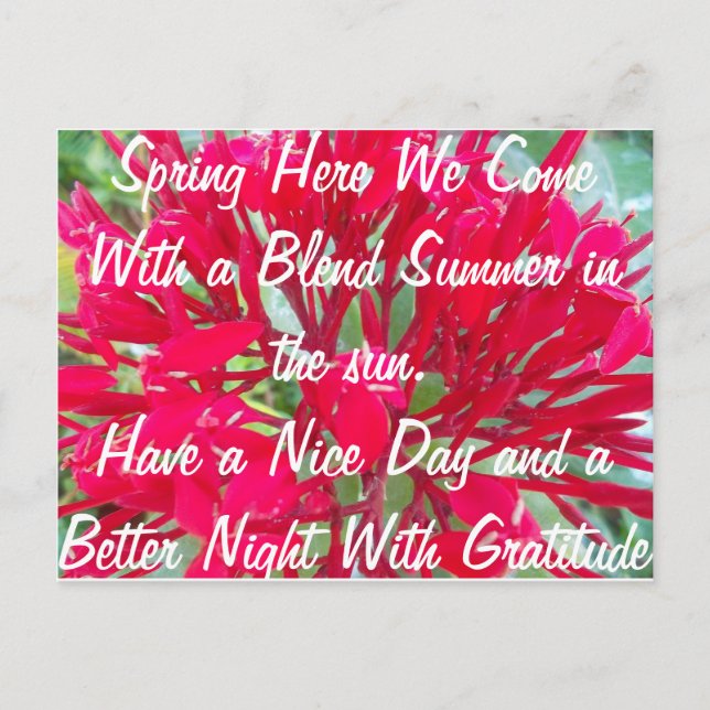 Have a Nice Summer in the Sun Post Card (Front)