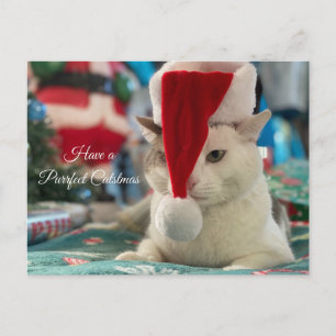 Have a Purrfect Catsmas Funny Christmas Cat  Holiday Postcard