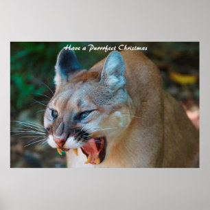 Have a Purrrfect Christmas Poster