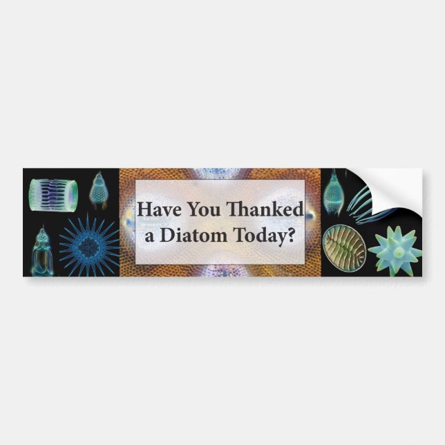 Have You Thanked a Diatom Bumper Sticker (Front)