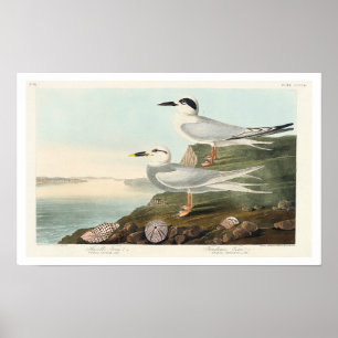 Havell's Tern and Trudeau's Tern by Audubon Poster