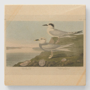 Havell's & Trudeau's Tern Audubon Birds of America Stone Coaster