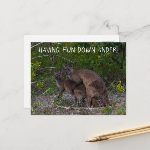 Having Fun Down Under Kangaroo Australia Postcard